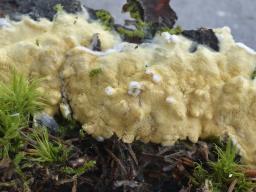 Trichoderma citrinum