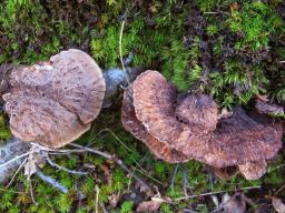 Thelephora terrestris