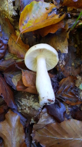 Russula ochroleuca