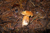 Suillus variegatus