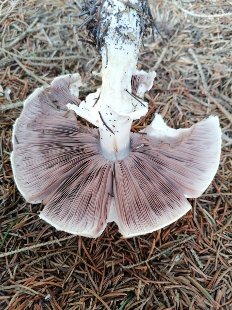 Agaricus arvensis