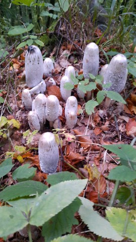 Coprinus comatus