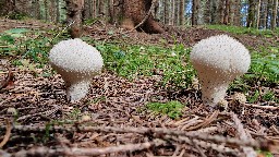 Lycoperdon perlatum