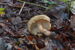 Inocybe pyriodora