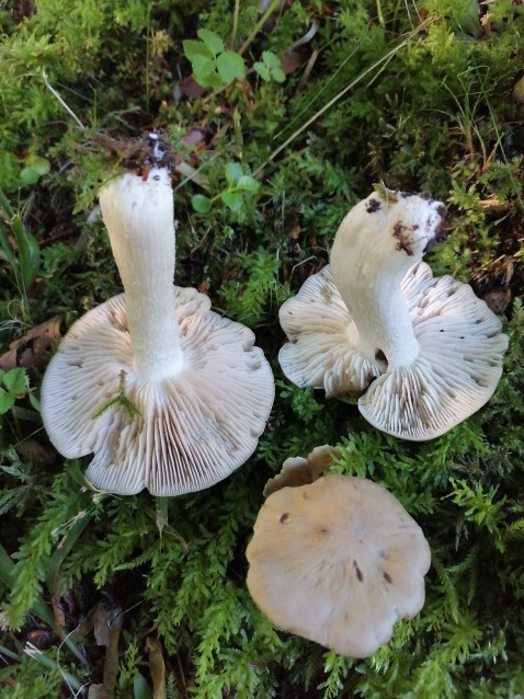 Entoloma rhodopolium