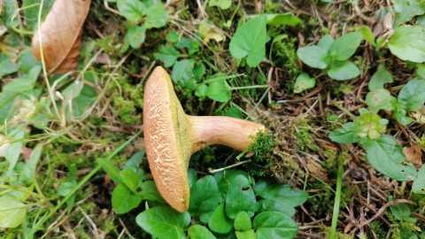 Rheubarbariboletus armeniacus