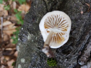 Mucidula mucida
