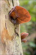 Auricularia auricula-judae