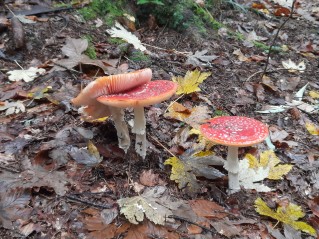 Amanita muscaria