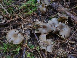 Clitocybe ditopa