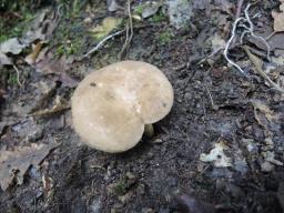 Lactarius azonites