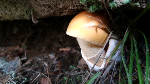 Amanita crocea