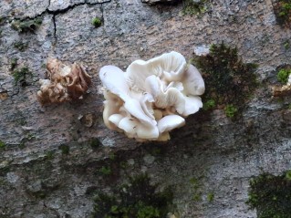 Pleurotus pulmonarius