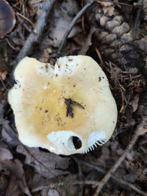 Russula ochroleuca