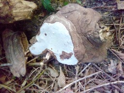 Ganoderma applanatum