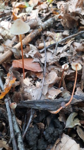 Mycena crocata