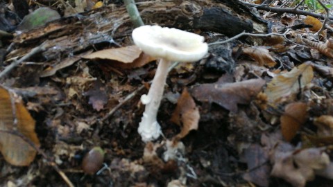 Amanita phalloides