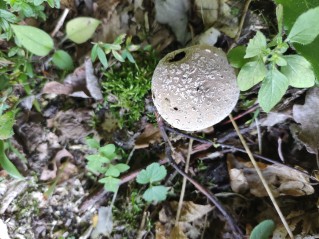 Lycoperdon mammiforme