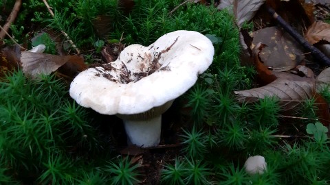 Lactifluus vellereus