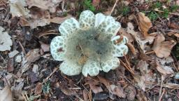 Russula virescens