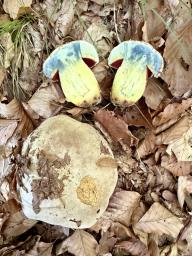 Rubroboletus rhodoxanthus