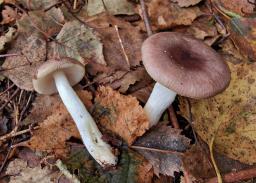 Russula versicolor