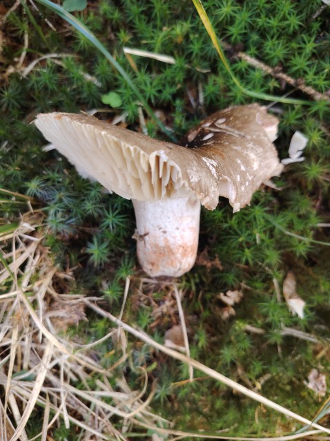Russula nigricans