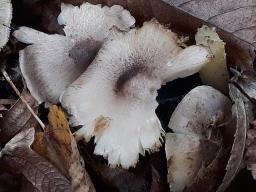 Tricholoma scalpturatum