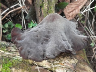 Auricularia auricula-judae