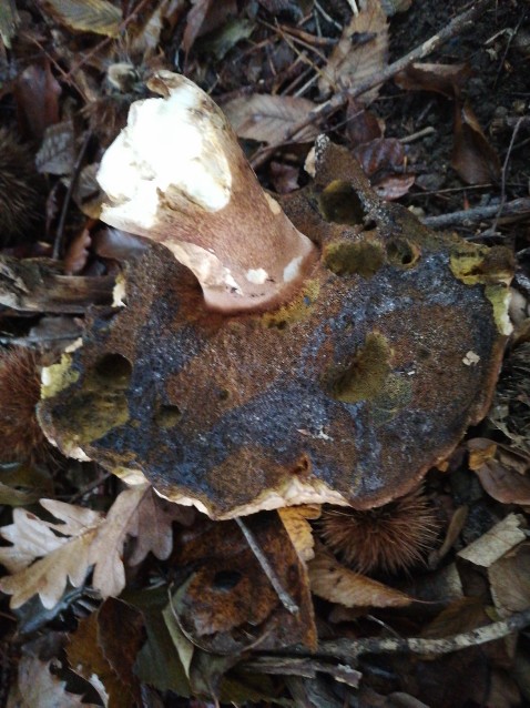 Boletus edulis