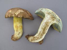 Butyriboletus roseogriseus