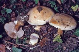 Cortinarius boudieri