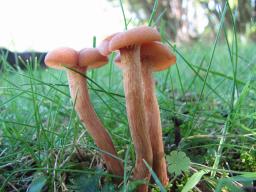 Laccaria laccata