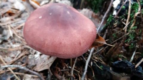 Tricholomopsis rutilans