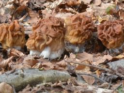 Gyromitra ticiniana