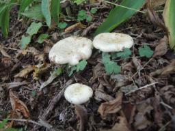 Lactarius flavidus