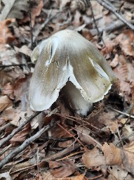 Tricholoma sejunctum