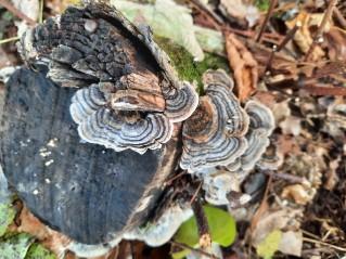 Trametes versicolor