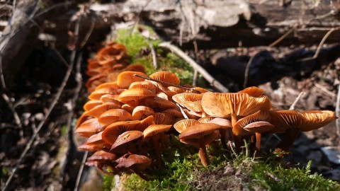 Flammulina velutipes