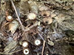 Cyathus striatus