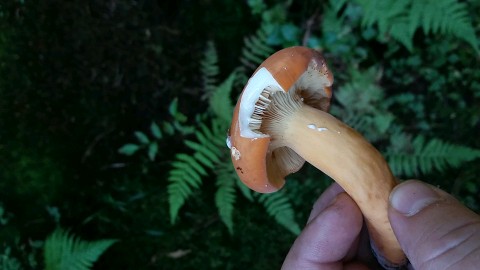 Lactifluus volemus