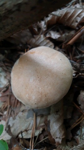 Suillus bovinus