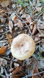 Paxillus involutus