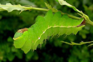 Antheraea yamamai