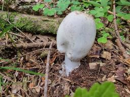 Amanita brunneofuliginea