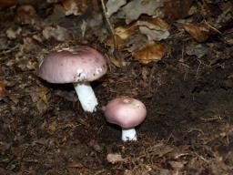 Russula vesca