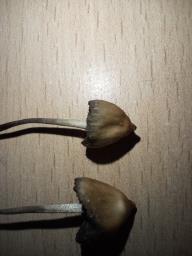 Psilocybe semilanceata