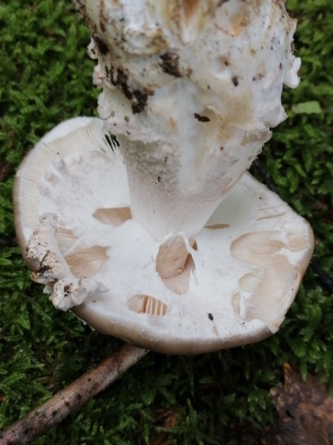 Amanita excelsa