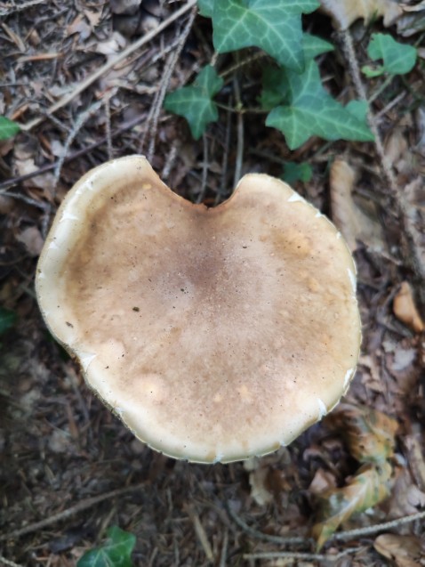 Boletus edulis