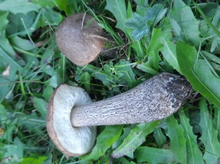 Leccinum scabrum